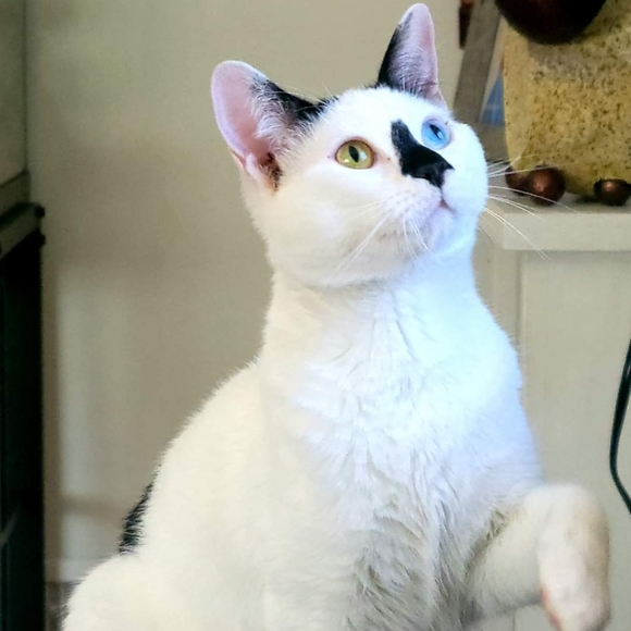 π π¦ Pet Friendly Home π π¦ - Picture 8 of 8